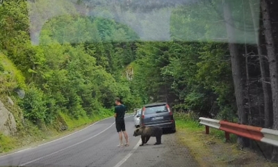 Jeziv susret na putu: Medvjed prišao čovjeku na nekoliko centimetara VIDEO
