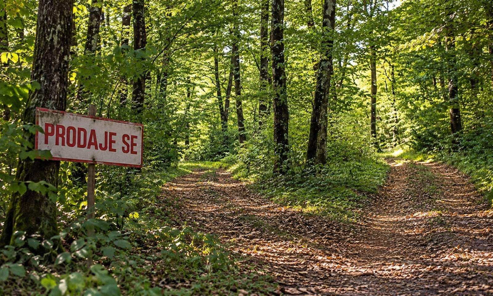 Šuma kod Banjaluke ide na doboš: Više od hektara za trećinu vrijednosti FOTO