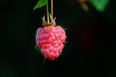 Koliko će ove godine koštati maline