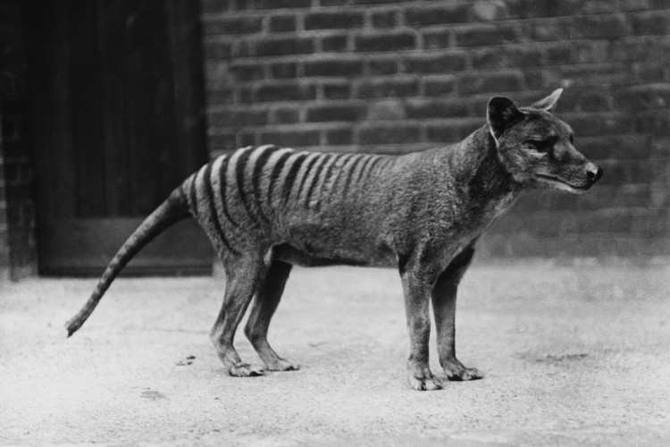 Naučnici sve bliže nevjerovatnom cilju: Žele da tasmanijski tigar ponovo trči Australijom