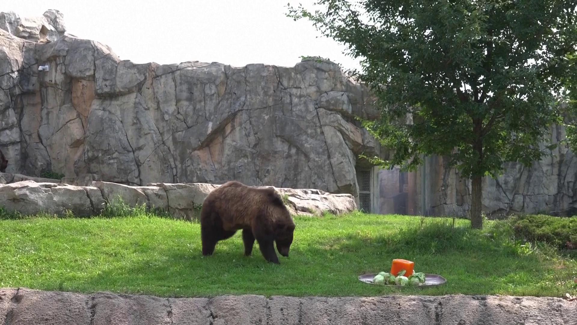 Pas spasao dječaka koga je u dvorištu napao medvjed (VIDEO)