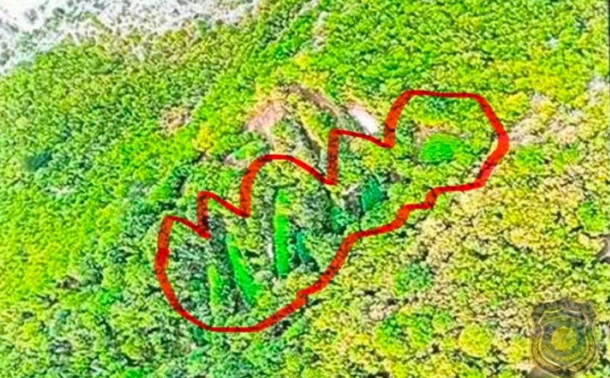U toku opsežna akcija FUP-a u BiH: Oktrivene velike plantaže kanabisa, obavljaju se pretresi