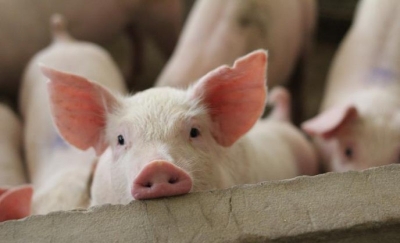 Na pijacama cijena prasića od danas pet KM: Evo po koliko ih farmeri nude preko oglasa