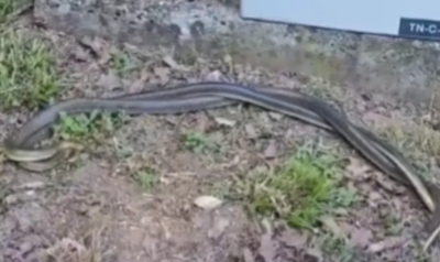 Zmije u “ljubavnom zanosu”: Nesvakidašnja scena zatekla šetače na Banj brdu VIDEO