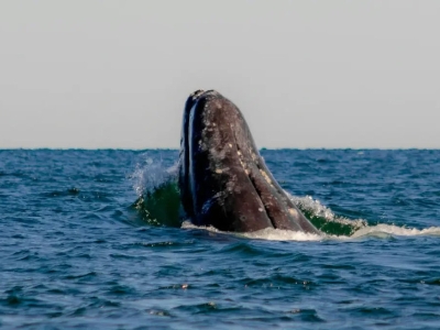 Komunikacija kitova ima sličnosti sa ljudskim govorom