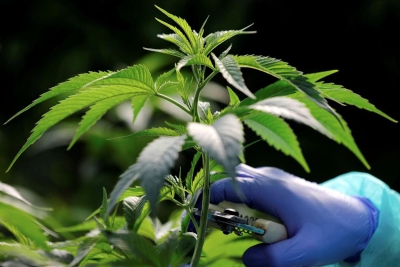 SAD planira ublažiti kontrolu marihuane: slijedi velika promjena politike
