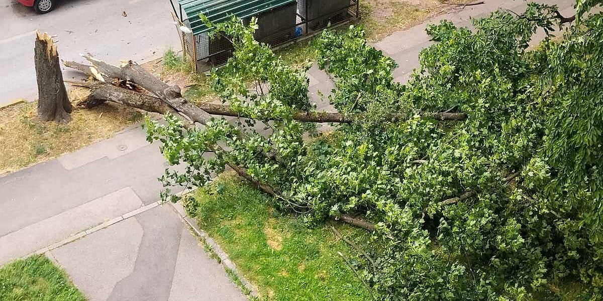 Sarajevo: Jak vjetar srušio stablo u naselju Grbavica