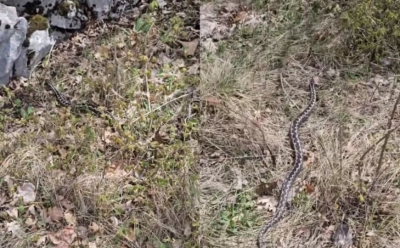 Opasnost za građane: Povećan broj zmija u ovom dijelu BiH
