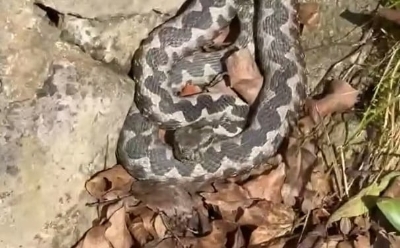 Dječaka (4) u kampu na Jadranu ugrizao poskok