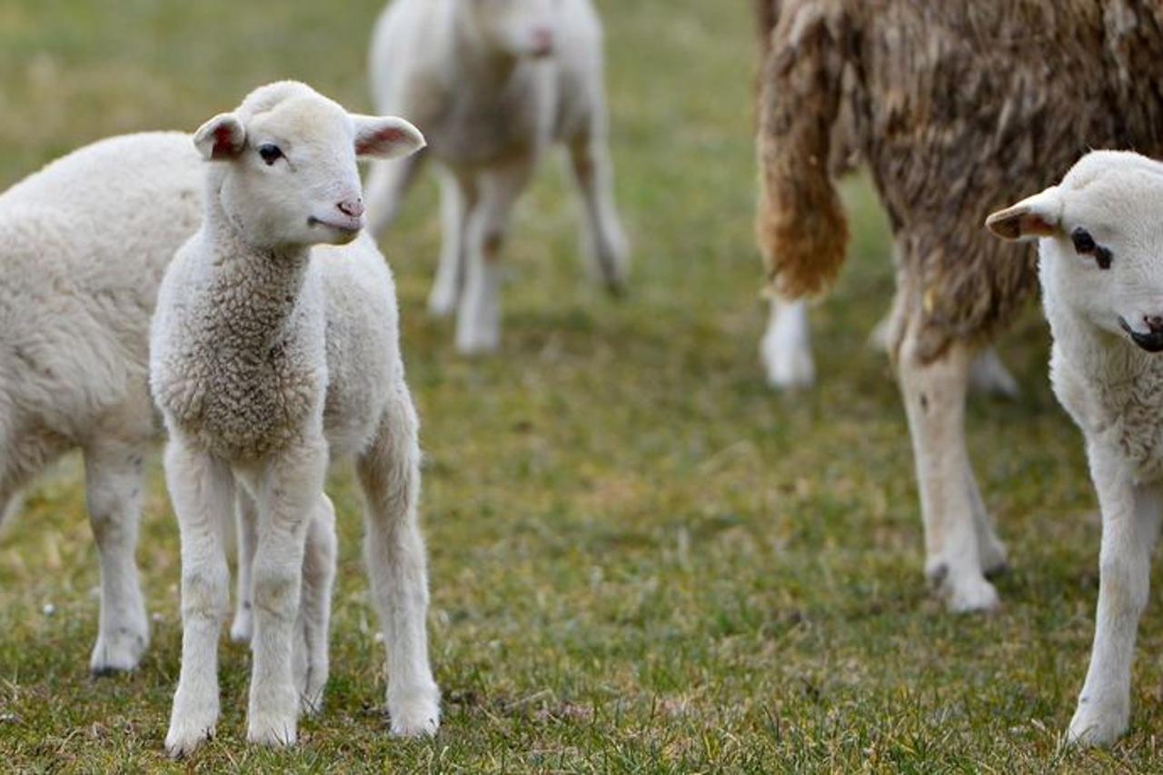 JEDNAN SLUČAJ U MILIJUN Ovca na svijet donijela čak petero janjadi!