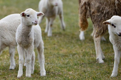 JEDNAN SLUČAJ U MILIJUN Ovca na svijet donijela čak petero janjadi!