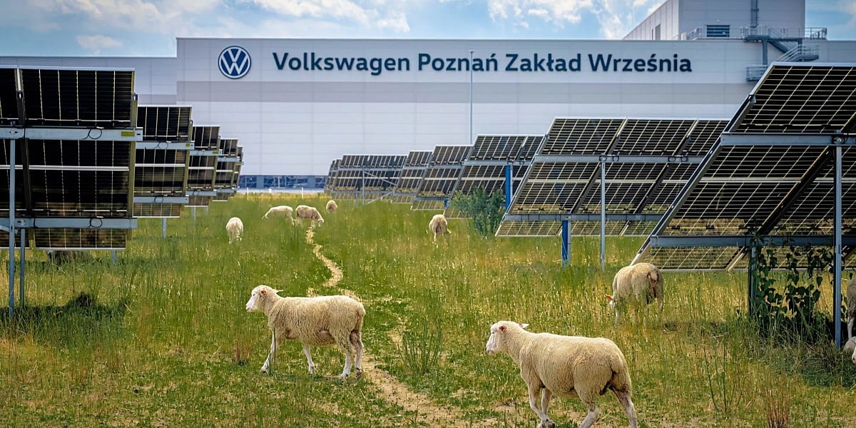 Volkswagen na solarnoj farmi u Poljskoj ovcama zamijenio kosilice