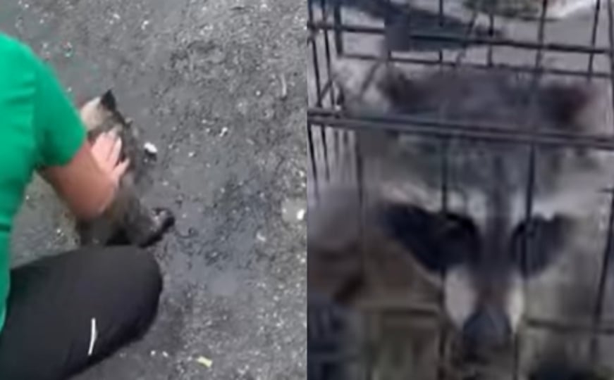 Pogledajte kako je medicinska sestra spasila život rakunu: "Mirisalo je kao da je pio cijelu noć"