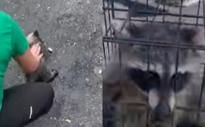 Pogledajte kako je medicinska sestra spasila život rakunu: "Mirisalo je kao da je pio cijelu noć"