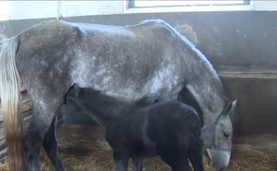 Stigla nova krv iz Slovenije: Ergela “Vučijak” dobija veliku šansu