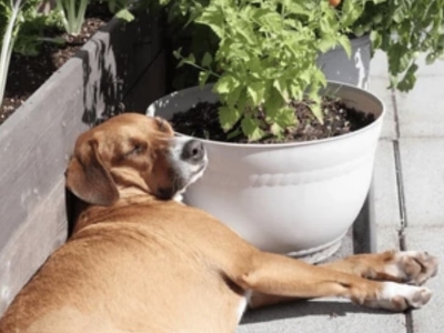 Veterinarka otkriva zašto psi leže na suncu i tokom najvećih vrućina