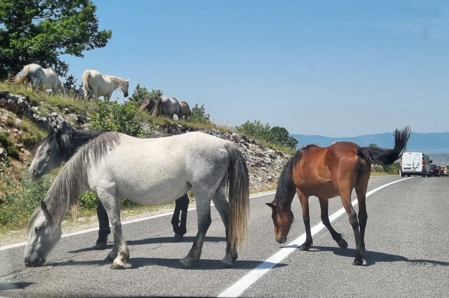 Ljepote BiH: Divlji konji kod Livna nakratko zaustavili saobraćaj