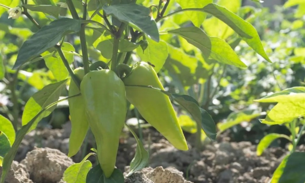 Kilogram 30.000 KM: U Vesninom plasteniku raste najskuplja paprika na svijetu VIDEO