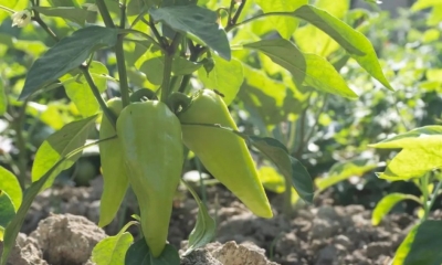 Kilogram 30.000 KM: U Vesninom plasteniku raste najskuplja paprika na svijetu VIDEO