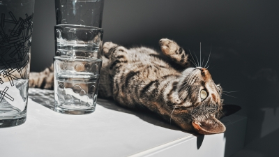 Savjeti veterinarke: Zašto izbjegavati učestalo kupanje mačke