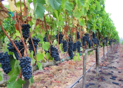 KRAĐA KOJA JE ŠOKIRALA SVE: Lopovi došli noću i odnijeli 700 kilograma grožđa