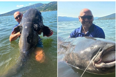 Divovski som od 113,5 kg i 262 centimentra ulovljen na Dunavu