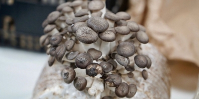 Na Poljoprivredno-prehrambenom fakultetu u Sarajevu održana radionica o medicinskim gljivama