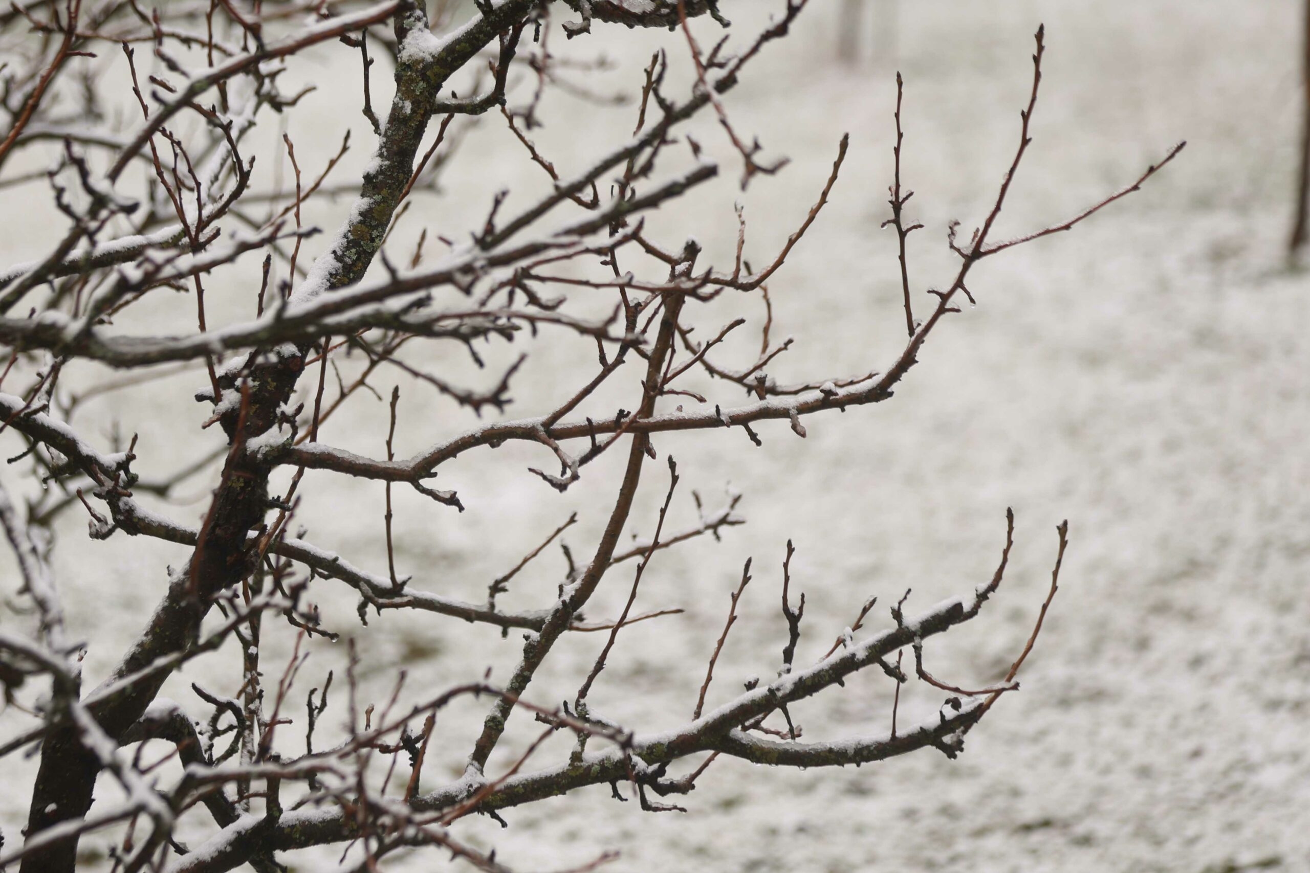 (FOTO) Ima li proljeća na vidiku? Još danas LIJEPO VRIJEME, a onda preokret kojem se u ovo doba NISMO NADALI