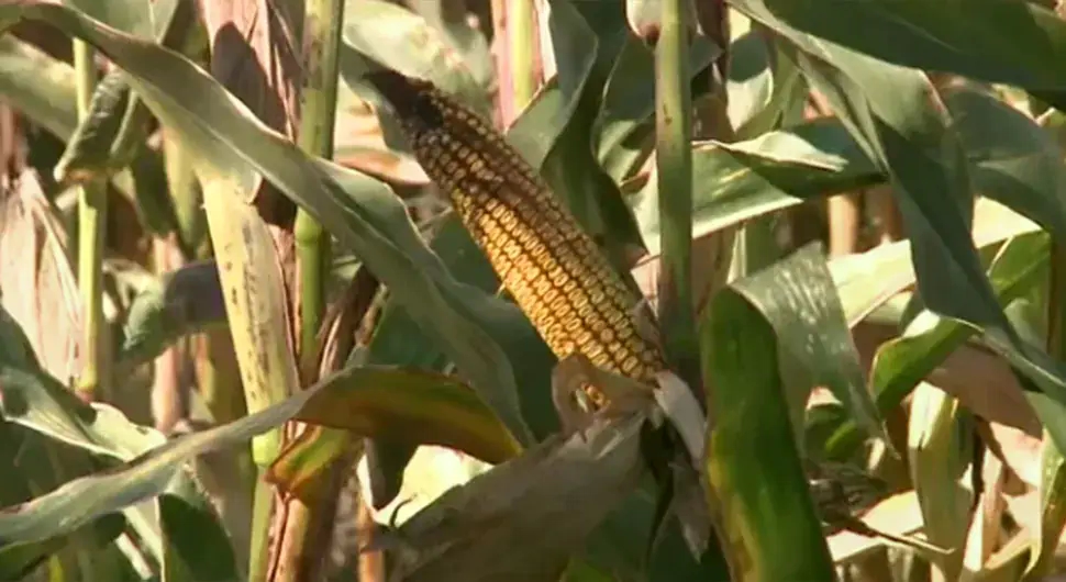 Словенија исписала историју: Прва роботска сјетва кукуруза у региону