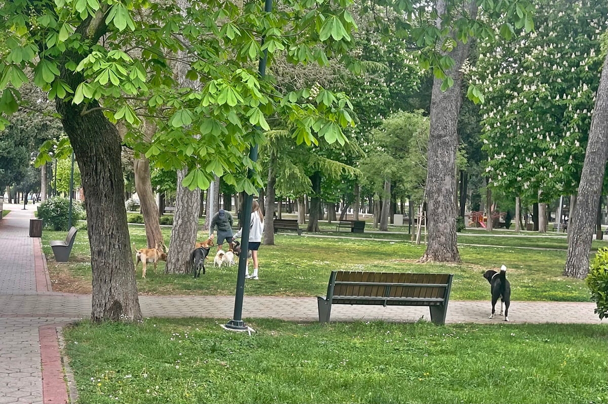 Azil u Trebinju radi iznad kapaciteta, broj pasa na ulicama raste