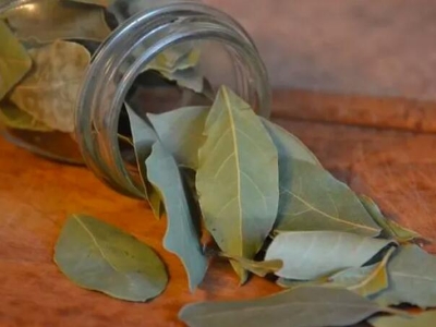 Jedna biljka iz kuhinje rješava problem žohara