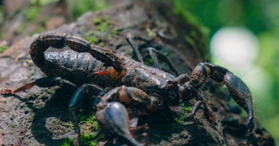Otkriven najveći fosil škorpije duge više od jednog metra (FOTO)