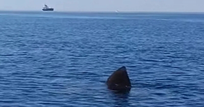 U Jadranskom moru u Hrvatskoj uočen veliki morski pas