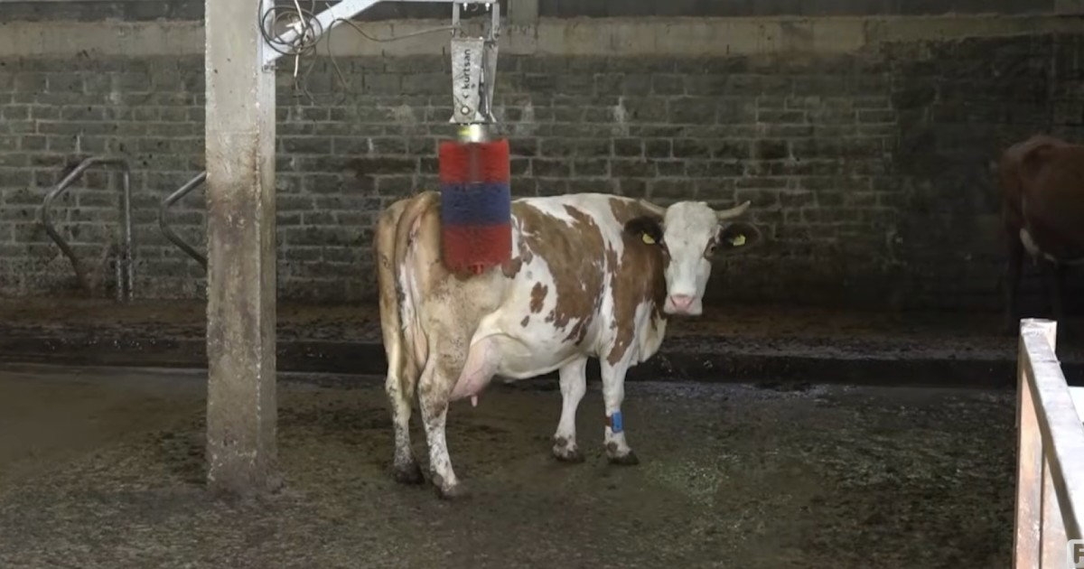 Moderna farma u BiH: Uveo kravama dušeke za odmor i četke za masažu