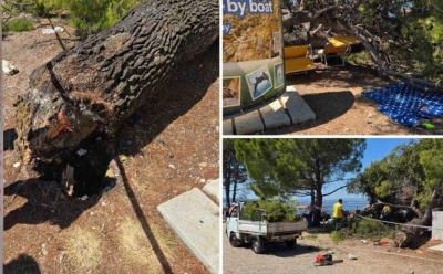Ima povrijeđenih: Ogromno stablo srušilo se na kupače na popularnoj plaži u Hrvatskoj