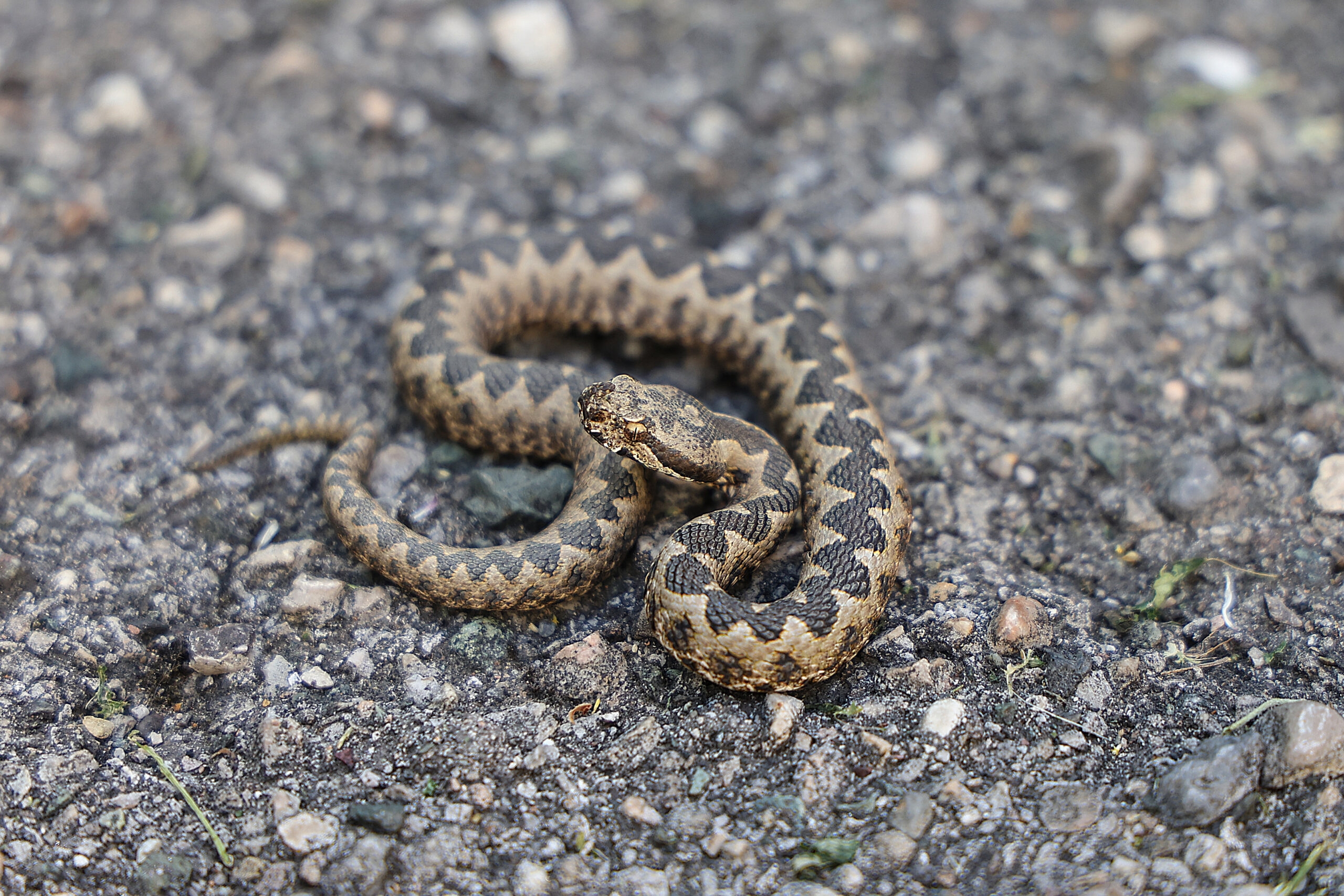 (VIDEO) "Danas sam vidio četiri poskoka" Povećan broj zmija u OVOM dijelu BiH