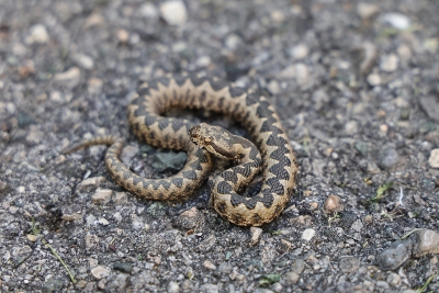 (VIDEO) "Danas sam vidio četiri poskoka" Povećan broj zmija u OVOM dijelu BiH
