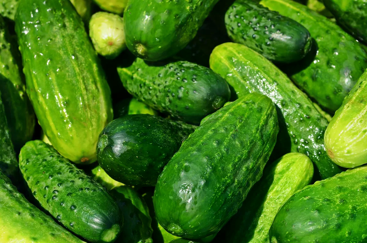 Posadite krastavce s ovim biljkama i imat ćete ih u izobilju