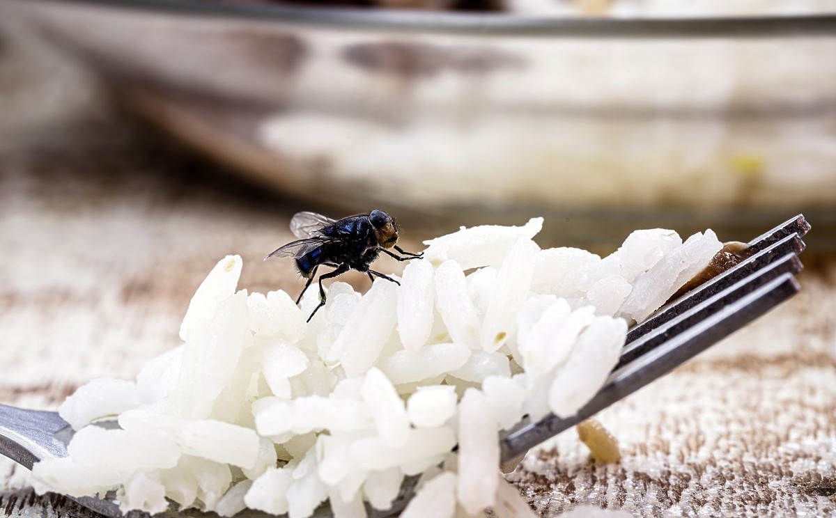Riješite se muha prirodnim putem: Stavite koru ovog voća na prozor i držite insekte podalje od kuće