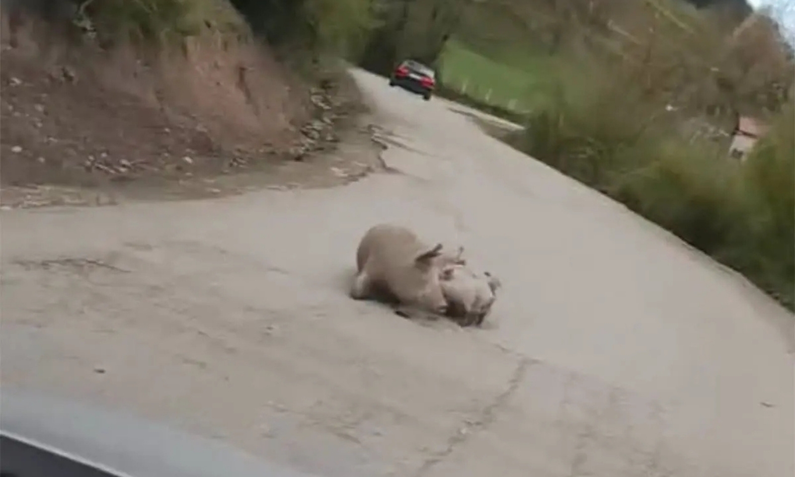 Krmača se oprasila nasred puta: Na putu Foča – Šćepan Polje stanje redovno