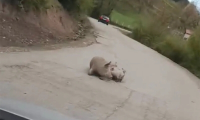 Krmača se oprasila nasred puta: Na putu Foča – Šćepan Polje stanje redovno