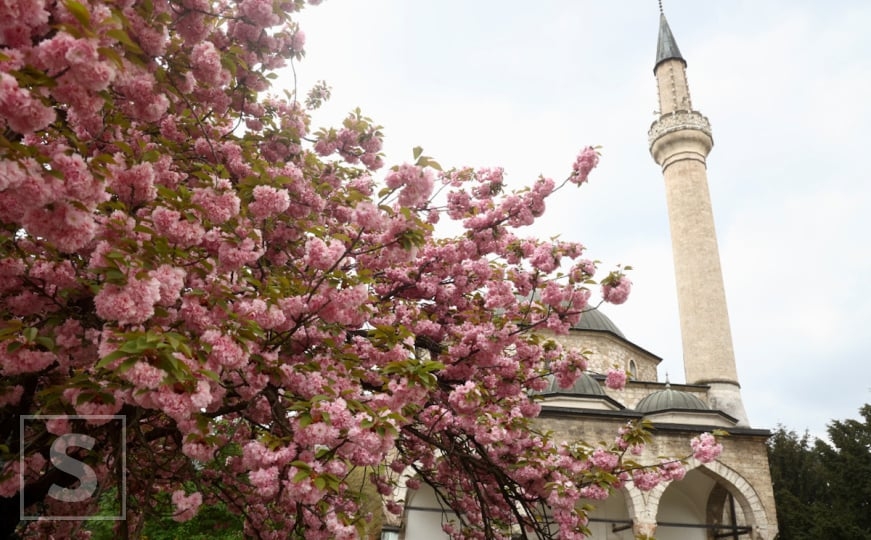 Grad u ružičastom: Japanske trešnje uljepšale sarajevske ulice