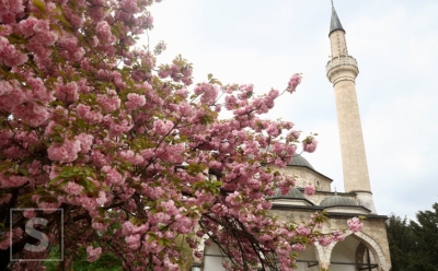 Grad u ružičastom: Japanske trešnje uljepšale sarajevske ulice