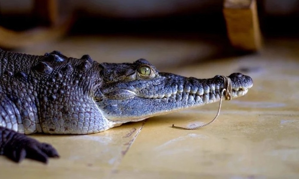 Krokodil ušao u hotel i tražio hranu: Zatekao zatvoren bife restorana, pa se uputio u kuhinju
