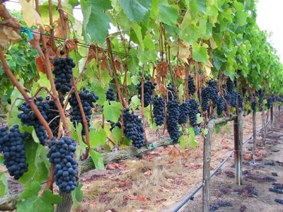 Nevjerovatna krađa: Lopovi došli noću i odnijeli 700 kilograma grožđa