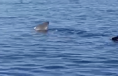 Golema ajkula ponovo snimljena u Hrvatskoj: Prišla brodicama dok su ribari pecali