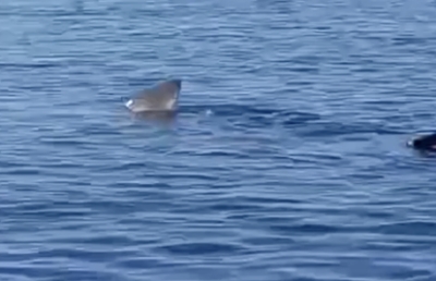 Golema ajkula ponovo snimljena u Hrvatskoj: Prišla brodicama dok su ribari pecali