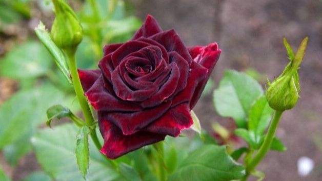 Orezivanje ruža u proljeće: Ključ za bujnije i zdravije cvjetove