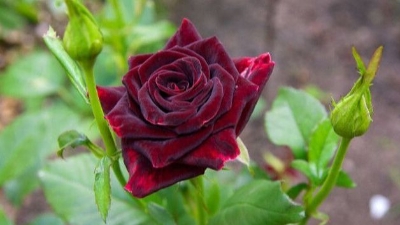 Orezivanje ruža u proljeće: Ključ za bujnije i zdravije cvjetove