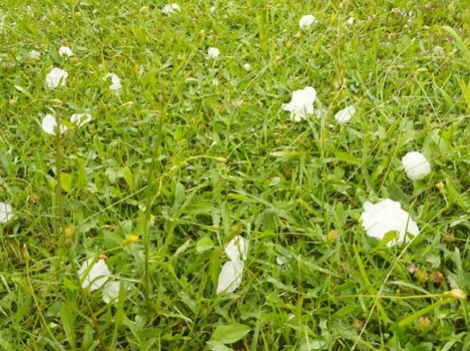 Nevrijeme u Hrvatskoj: Padao led, uništeni voćnjaci (FOTO)